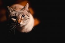 Зверху чарівний серйозний кіт з довгими здоровими вусами уважно дивиться на камеру в темній кімнаті — стокове фото