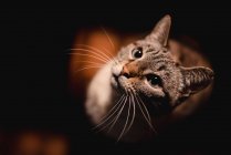 Сверху очаровательный серьезный кот с длинными здоровыми усами внимательно смотрит в камеру в темной комнате — стоковое фото