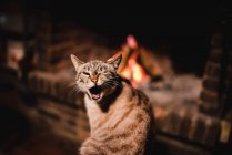 Adorable serious cat with long healthy mustache near fire place in a dark room — Stock Photo