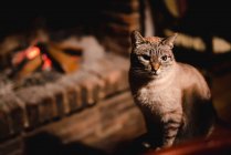 Очаровательная серьезная кошка с длинными здоровыми усами возле камина в темной комнате — стоковое фото