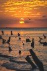 Оранжевый закат и летающая птица в облачном небе отражаются в спокойном океане с осколками деревьев — стоковое фото
