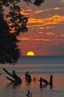 Coucher de soleil orange et oiseau volant dans un ciel nuageux reflétant dans un océan calme avec des fragments d'arbres — Photo de stock