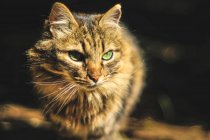 Симпатичный серьезный кот с зелеными глазами и здоровыми усами, сидящий на солнечном свете и отворачивающийся — стоковое фото