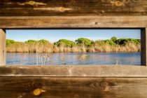 Serene landscape of dry reeds and lush green trees along clear water from wooden window in bright day — Stock Photo