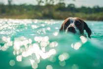 Adorável cão forte gostando de nadar em água azul-turquesa ondulada em dia ensolarado — Fotografia de Stock