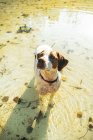 Perro activo paseando en el agua en la playa durante la cálida luz del atardecer - foto de stock