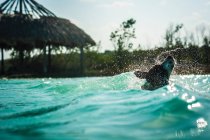 Чарівна сильна собака насолоджується плаванням у хвилястій бірюзовій воді в сонячний день — стокове фото