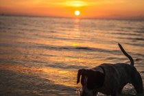 Chien actif marchant dans l'eau sur la plage pendant la lumière du soir chaud coucher de soleil — Photo de stock