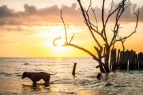 Aktiver Hund beim Spazierengehen im Wasser am Strand im warmen Abendlicht des Sonnenuntergangs — Stockfoto
