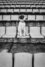 Снизу грустный терьер с воротником, сидящим на стуле на стадионе и смотрящим в сторону — стоковое фото