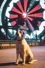 Dog sitting on the road with colorful illuminated ferris wheel in night city landscape view on the background — Stock Photo