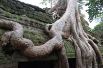 Paysage pittoresque de racines d'arbres géants poussant sur le vieux temple religieux d'Angkor Wat au Cambodge — Photo de stock