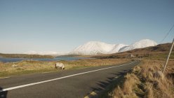 Pintoresco paisaje de asfalto carretera a lo largo del río que conduce a las montañas y ovejas solitarias pastoreo en carretera en Irlanda - foto de stock