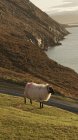 Malerische Landschaft mit grünen Hügeln und Schafen, die an der Küste Irlands grasen — Stockfoto