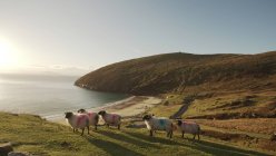 Malerische Landschaft mit grünen Hügeln und Schafen, die an der Küste Irlands grasen — Stockfoto