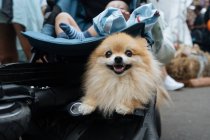 Froh entzückender Pommernspitzhund mit offenem Maul im Kinderwagen neben Neugeborenem auf dem Marktplatz blickt in die Kamera — Stockfoto