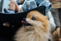 Froh entzückender Pommernspitzhund mit offenem Maul im Kinderwagen neben Neugeborenem auf dem Marktplatz blickt in die Kamera — Stockfoto