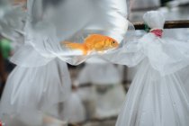 From below of aquarium goldfish floating in plastic bag in market stall — Stock Photo