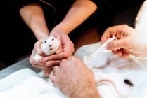 Schnitthände des männlichen Tierarztes machen Spritze für Heimtier Ratte in Klinik, während Besitzer Tier hält — Stockfoto