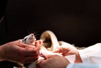 Médico veterinario examinando rata mascota - foto de stock