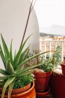 З понад величезного вирощування рослини Aloe Vera в керамічному горщику на багатоквартирному балконі проти цитарного ландшафту — стокове фото