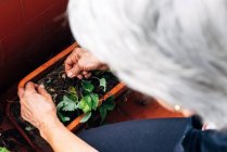 Mulher velha jardinagem na varanda — Fotografia de Stock