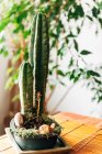 Зелений величезний кактус в горщику, прикрашений камінням, розміщують на дерев'яному столі вдома — стокове фото