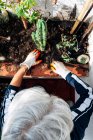 Безликі жінки садівник піклується про рослини в саду — стокове фото