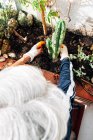 Gesichtslose Gärtnerin kümmert sich um Pflanzen im Garten — Stockfoto