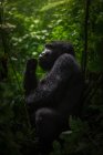 Gorilla nero tra la natura — Foto stock
