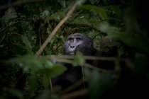 Gorila preto entre a natureza — Fotografia de Stock
