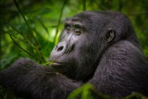 Gorila negro entre la naturaleza - foto de stock