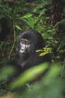 Gorilla nero tra la natura — Foto stock