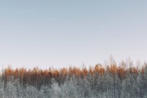 Сверху тихий зимний пейзаж с тихим лесом, освещенным солнечным светом под ясным небом в Шведской Лапландии — стоковое фото