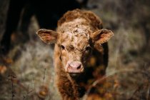 Ternera de vaca marrón mirando a la cámara mientras está de pie en un prado - foto de stock