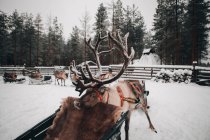 Amazing domestic reindeer with snowy antlers standing in cold winter countryside near sleigh — Stock Photo