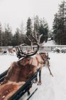 Incroyable renne domestique avec des bois enneigés debout dans la campagne froide d'hiver près du traîneau — Photo de stock