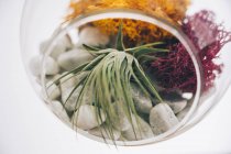 Succulent decorative colorful plants inside hanging spherical transparent glass terrarium in light room — Stock Photo