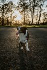 Сверху пушистый дружелюбный чистокровный пес Пограничный колли сидит на асфальтовой дороге во время прогулки в летний день — стоковое фото