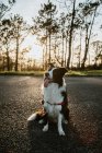 Dall'alto soffice amichevole di razza pura Border Collie cane seduto su strada asfaltata durante la passeggiata nel giorno estivo — Foto stock