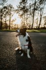 De cima fofo amigável puro-sangue Border Collie cão sentado na estrada de asfalto durante a caminhada no dia de verão — Fotografia de Stock
