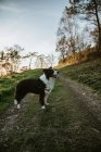 Веселий родовід Прикордонна собака Коллі з язиком дивиться на камеру, сидячи на траві в парку — стокове фото