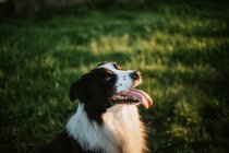 Von oben fröhlicher Rassehund Border Collie Hund mit ausgestreckter Zunge, der im Park auf Gras sitzt und in die Kamera blickt — Stockfoto