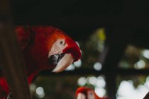 Large exotic colorful parrots in zoo — Stock Photo