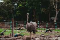 Мирный дикий большой страус в зоопарке — стоковое фото