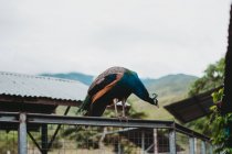 Яркий павлин на заборе в резерве — стоковое фото