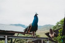 Pavão brilhante em cerca na reserva — Fotografia de Stock
