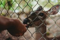 Curious deer in enclosure sniffing hand of anonymous man in zoo — Stock Photo