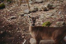 D'en haut de cerf brun mignon debout et regardant la caméra sur un sol rocheux dans la nature — Photo de stock