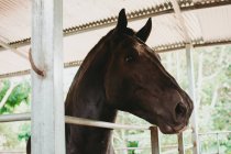 Великолепная чёрная лошадь в конюшне — стоковое фото